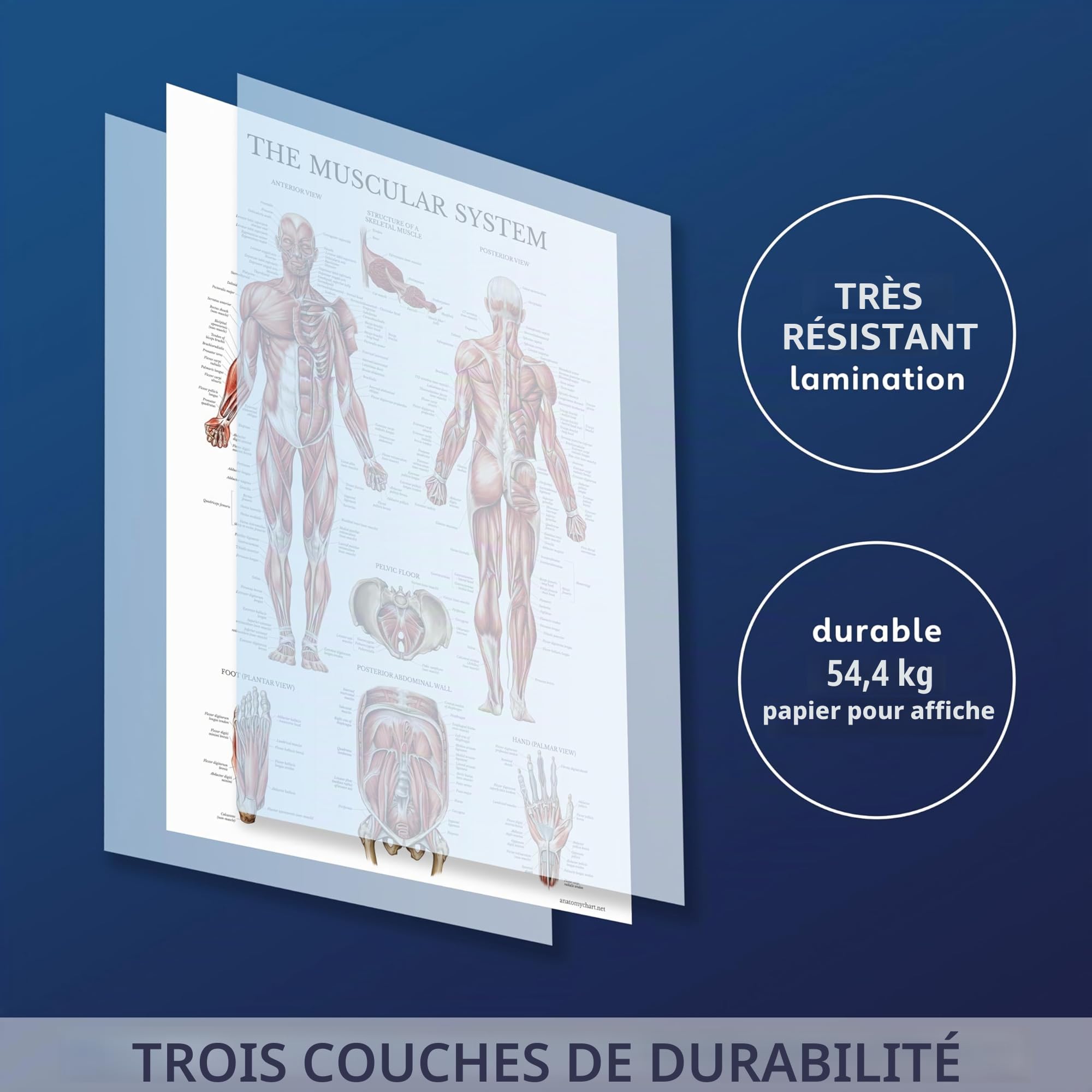 Palace Learning Lot de 2 posters anatomiques du système musculaire et squelettique – Ensemble de 2 tableaux – Squelette humain et anatomie musculaire – (45,7 x 68,6 cm)