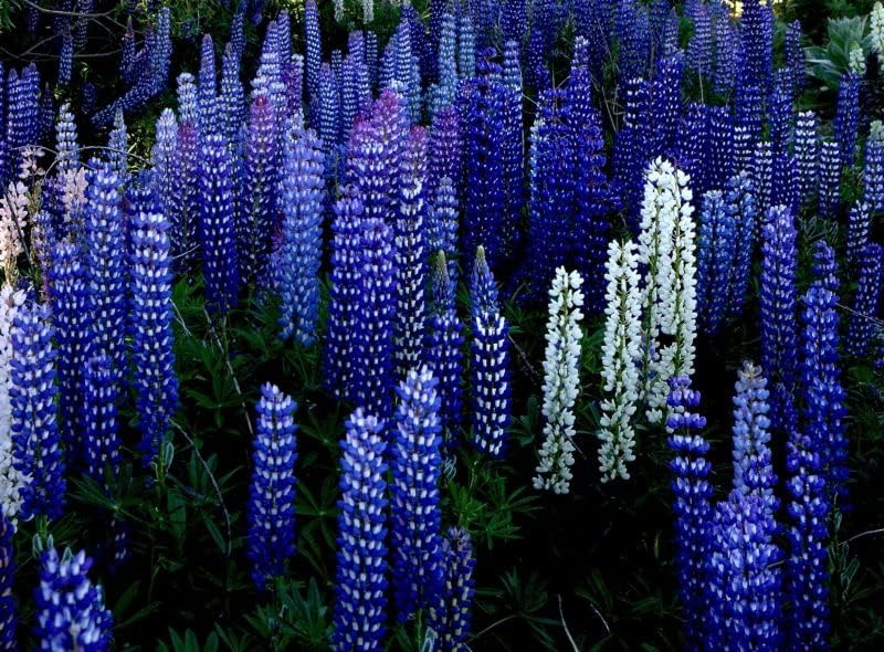Miniatura 6 de RAISE ME UP Seeds Blue Lupine King Canute Flores perennes