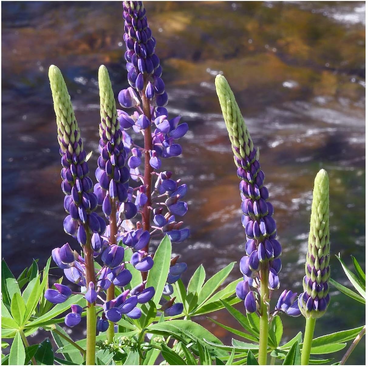Everwilde Farms - 1 Lb Riverbank Lupine Native Wildflower Seeds - Gold Vault