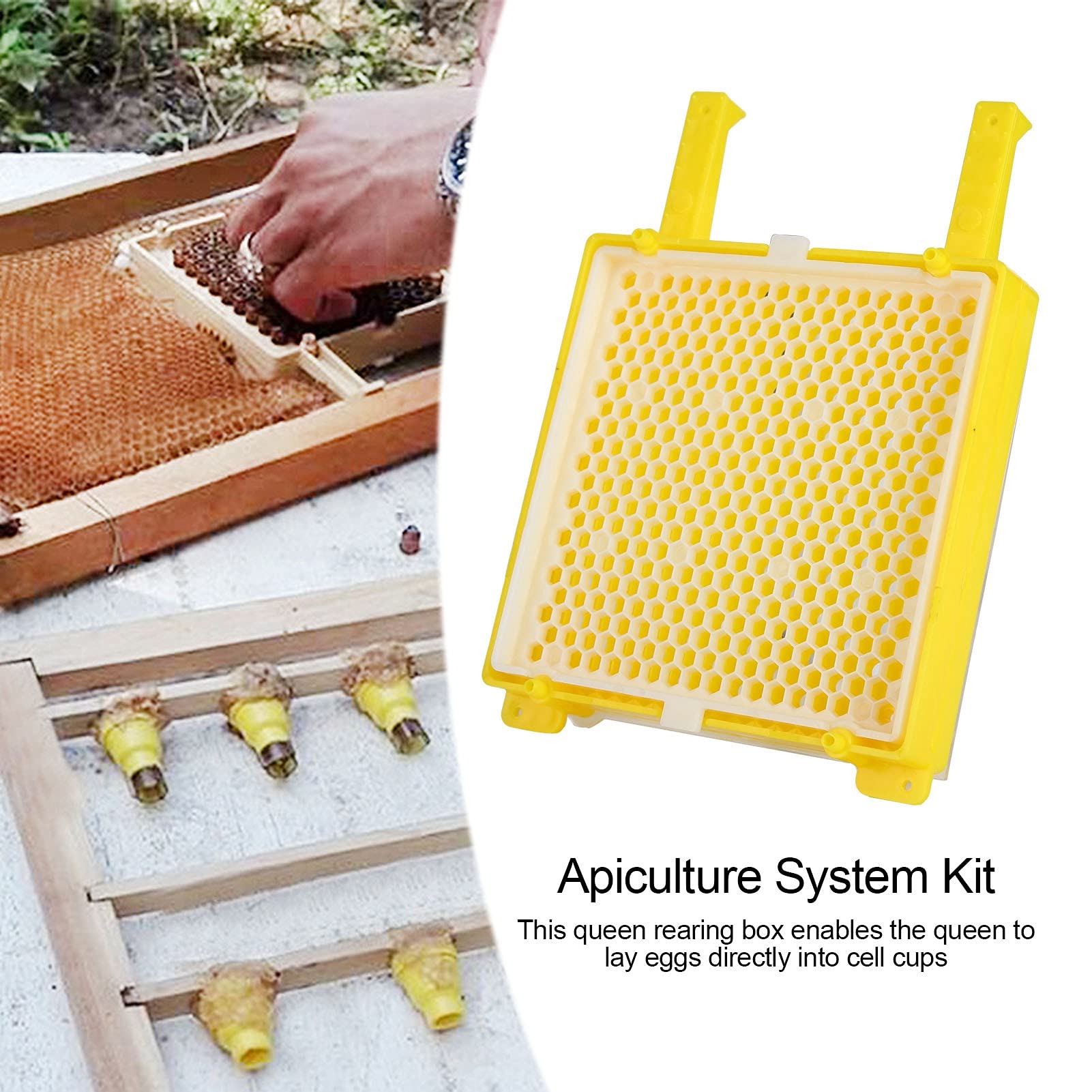 Strumenti Per L'apicoltura, Scatola Per L'apicoltura, Kit Per Il Sistema di Apicoltura Scatola Per Il Sistema di Allevamento Dell'ape Regina Scatola Per L'allevamento Dell'apicoltura Kit Per Innesto