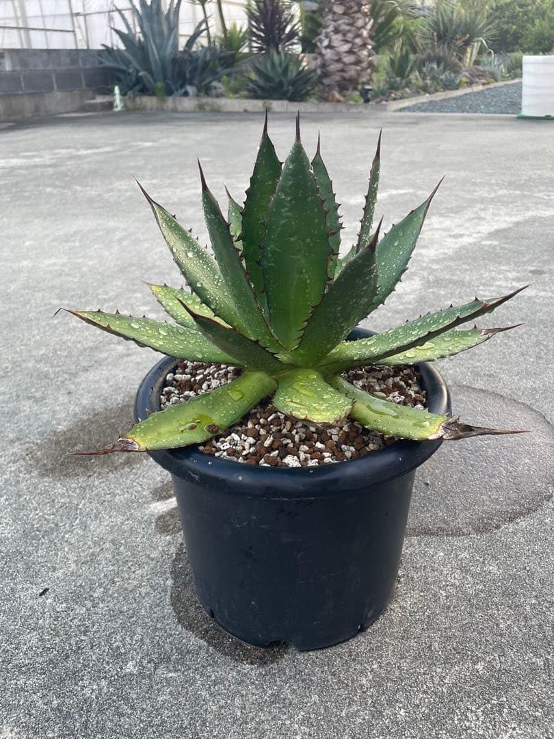 アガベ ホリダ 観葉植物 ドライガーデン Amazon｜アガベ ホリダ 観葉植物 ドライガーデン 地植え｜観葉植物