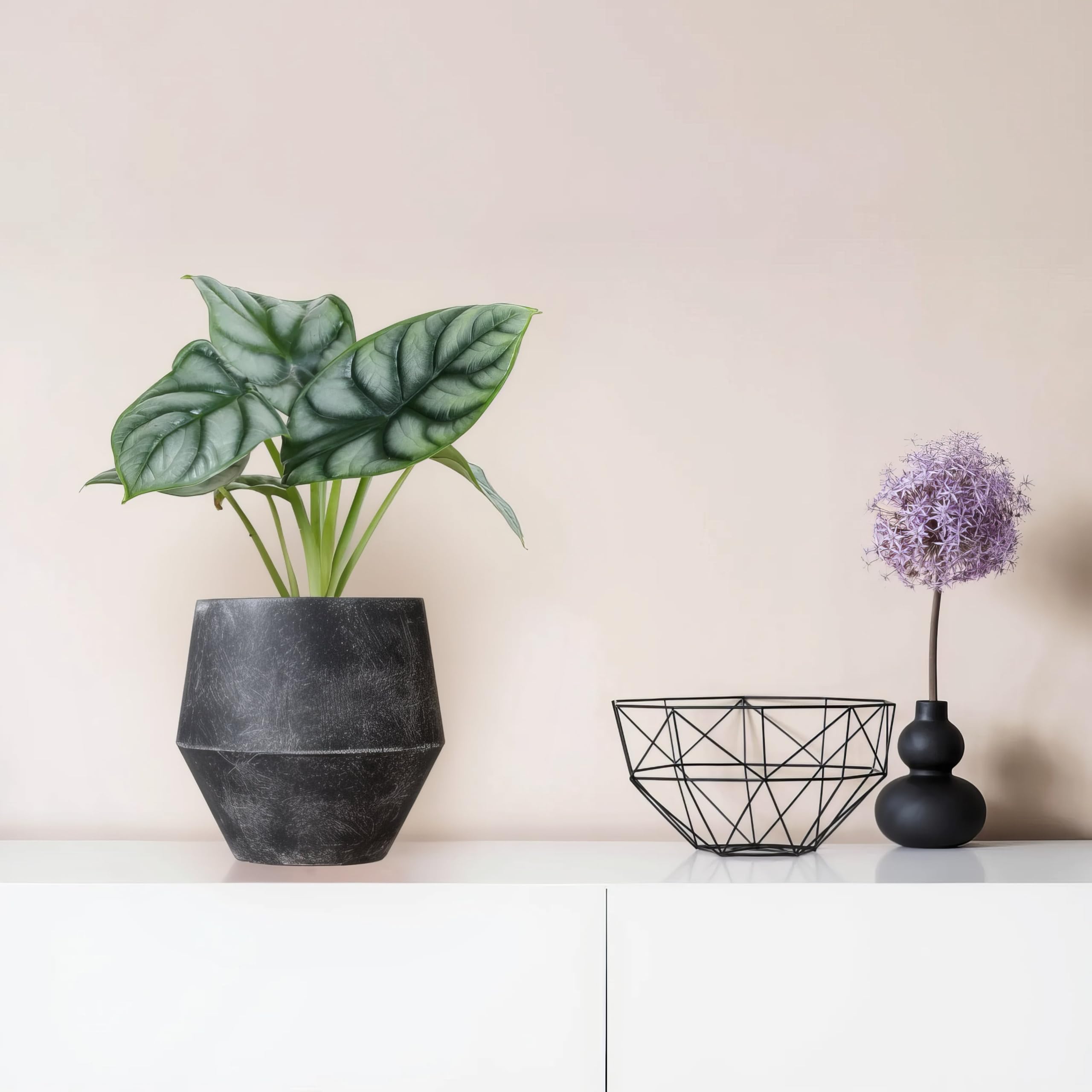 Alocasia Silver Dragon - 12cm Topf x 25cm Höhe, tropische Zimmerpflanze, frische Topfpflanze, grüner Blickfang für Wohnzimmer, Bad, Büro, exotisches Blattmuster, natürliche Zimmerdeko