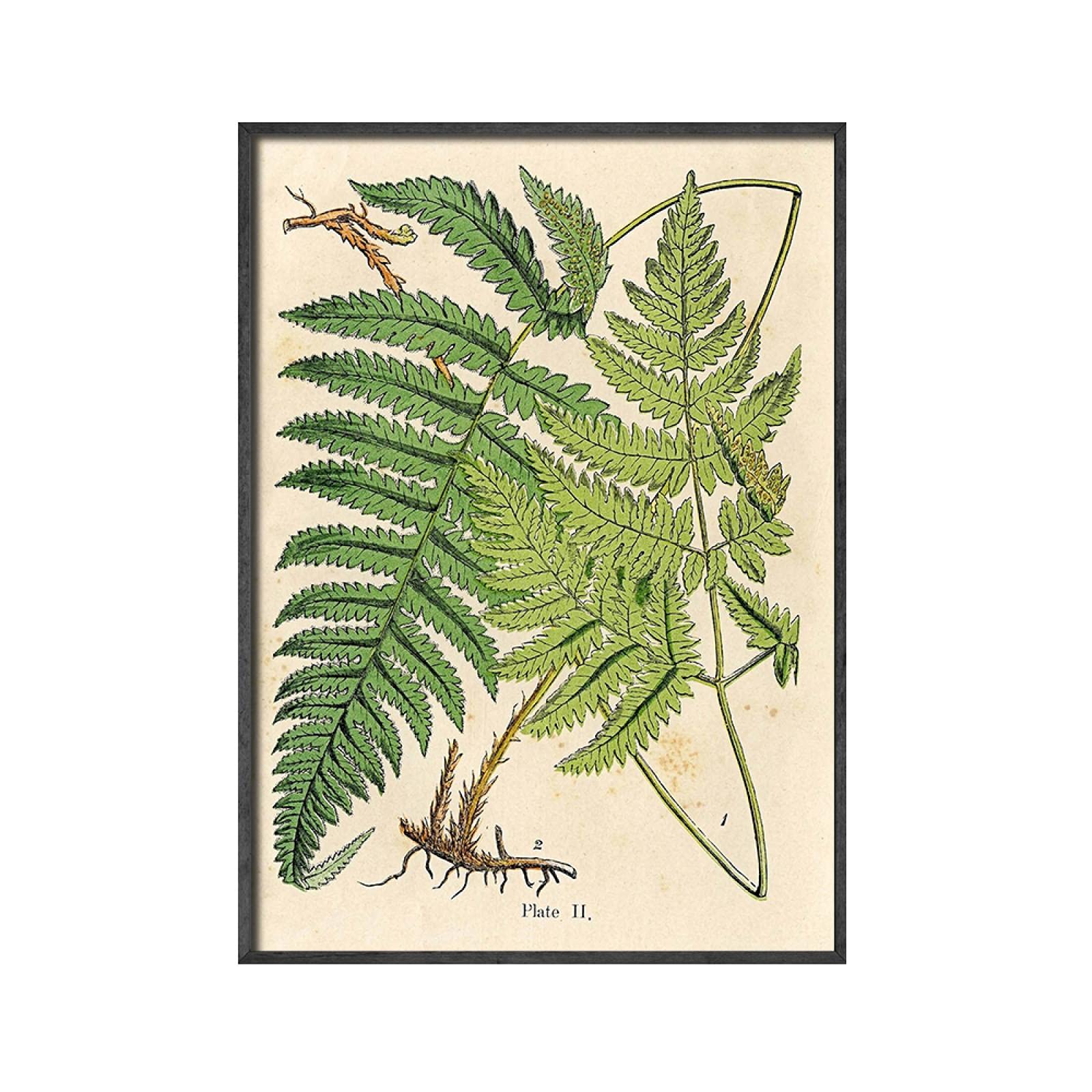 アンティーク☆ボタニカルアート シダ 植物画 ウォールデコ木製フレーム 新春セールアンティーク☆ボタニカルアート シダ 植物画 トップ