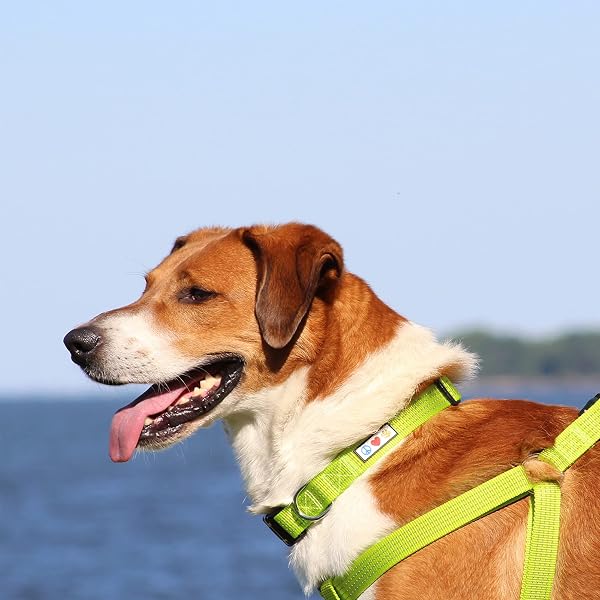 Pawtitas Reflective Dog Collar with Stitching Reflective Thread | Reflective Dog Collar with Buckle Adjustable and Better Training Great Collar for Small Dogs - Green Camo Collar - 2