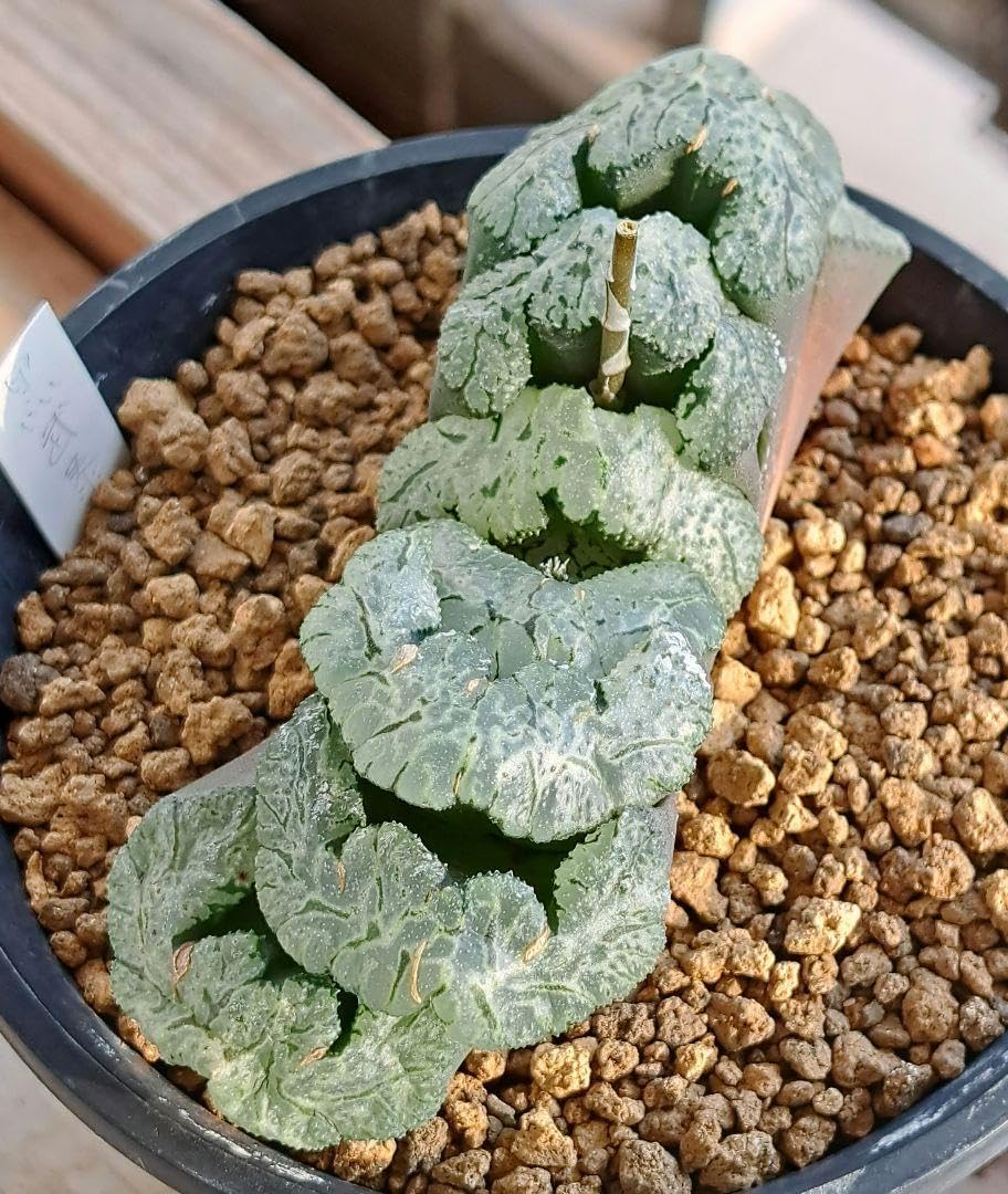 Amazon.co.jp: 多肉植物 ハオルチア 玉扇 黒武泰 抜き苗発送 : おもちゃ