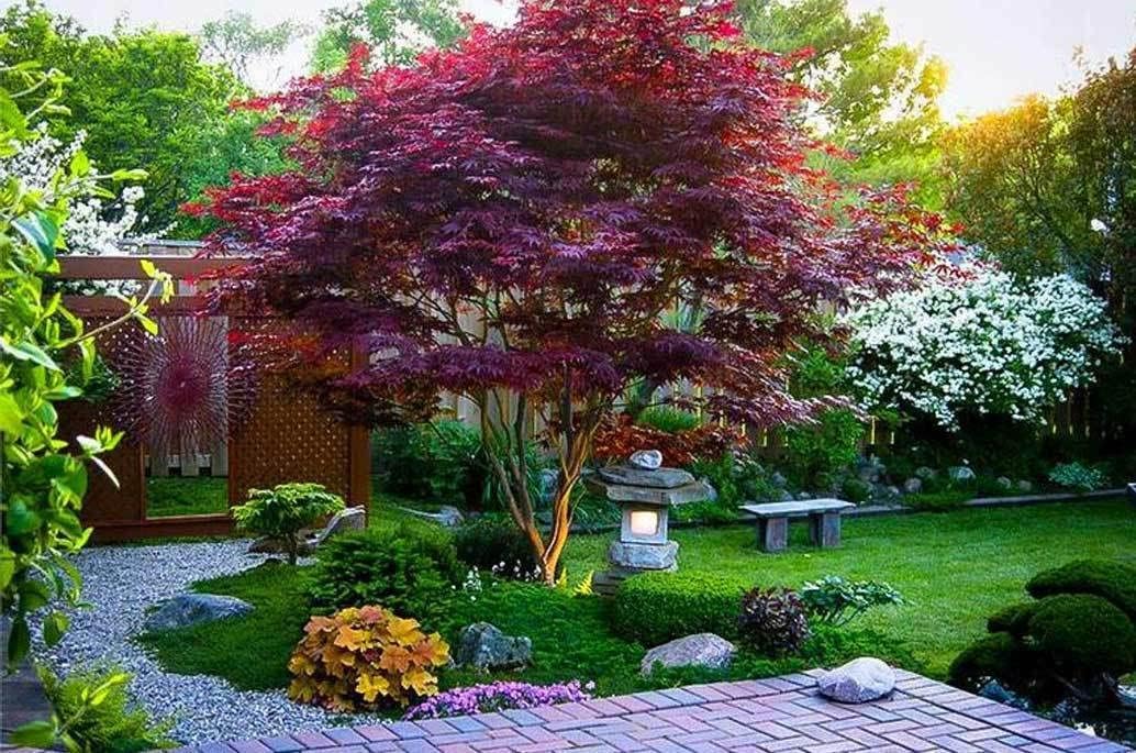 Bloodgood Japanese Maple Tree - 24-36" Tall Live Plant - Gallon Pot - 2-3 Feet Tall