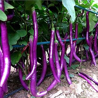 30+ Long Purple Eggplant Seeds Non-GMO Aubergine Asian Vegetable