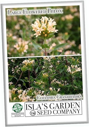 Miniatura 5 de Semillas de colomia "Large Flowered Phlox" para plantar, planta con flores similares a arbustos, más de 200 semillas por paquete, semillas de jardín