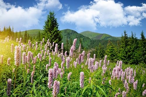 Miniatura 3 de Rizoma Bistort (Polygonum Bistorta - Bisortae Rhizoma) Health Embassy - 100% Natural (1.76 oz)