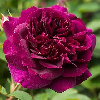 Rose Plant - Darcey Bussell Pink David Austin Rose for Outdoor Gardening
