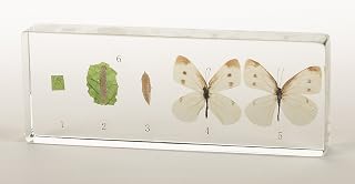 Butterfly Life Cycle Acrylic Block