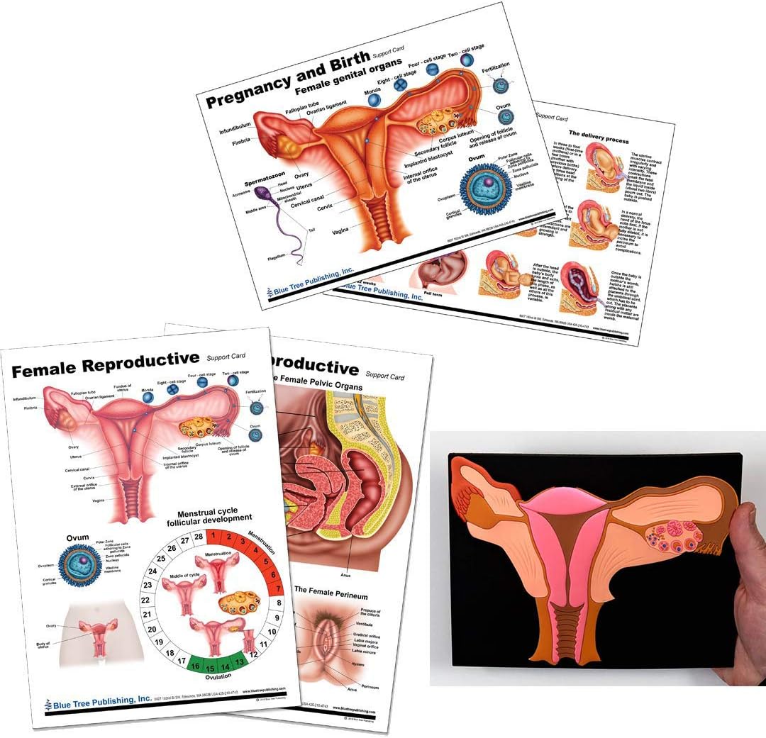 Blue Tree Publishing Female Reproductive Anatomy, Pregnancy Birth Anatomy Chart Uterus Model