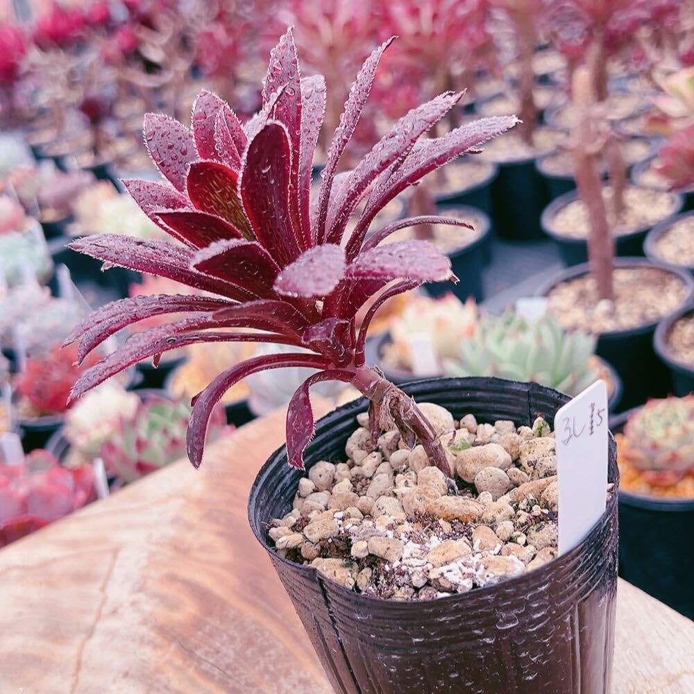 32#多肉植物アエオニウム錦❤️孔雀白錦❤️1大頭16cm拔き苗： 多肉植物 アエオニウム 孔雀白錦 美苗 #孔3 | Pay ID