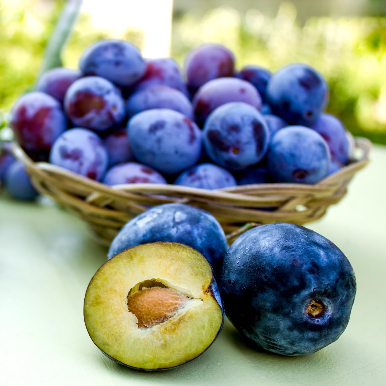 Dark Purple Plum Tree 6-15 Inch Tall, Hardy Plum Fruit Tree for Planting, Bareroot Dormant Fruit Tree for Outdoor Planting