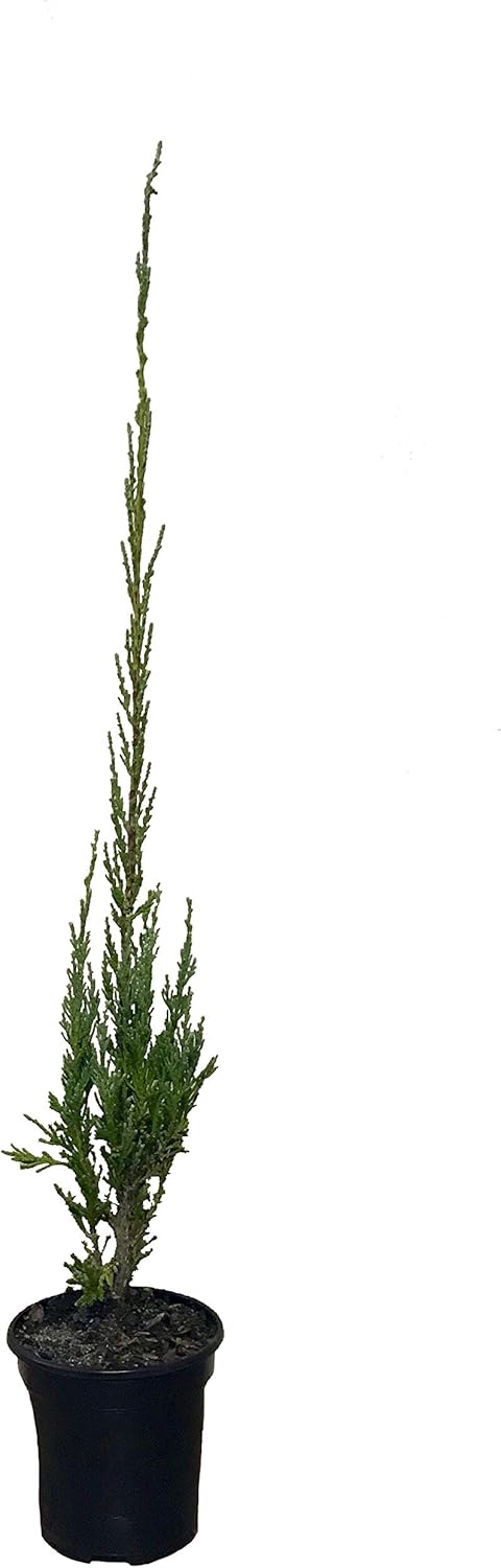 Skyrocket Juniper | 10 Live 4 Inch Plants | Juniperus Scopulorum | Evergreen Privacy Screen, Fast Growing Landscape Tree, Low Maintenance Garden, Ornamental Foliage, Drought Tolerant Plant