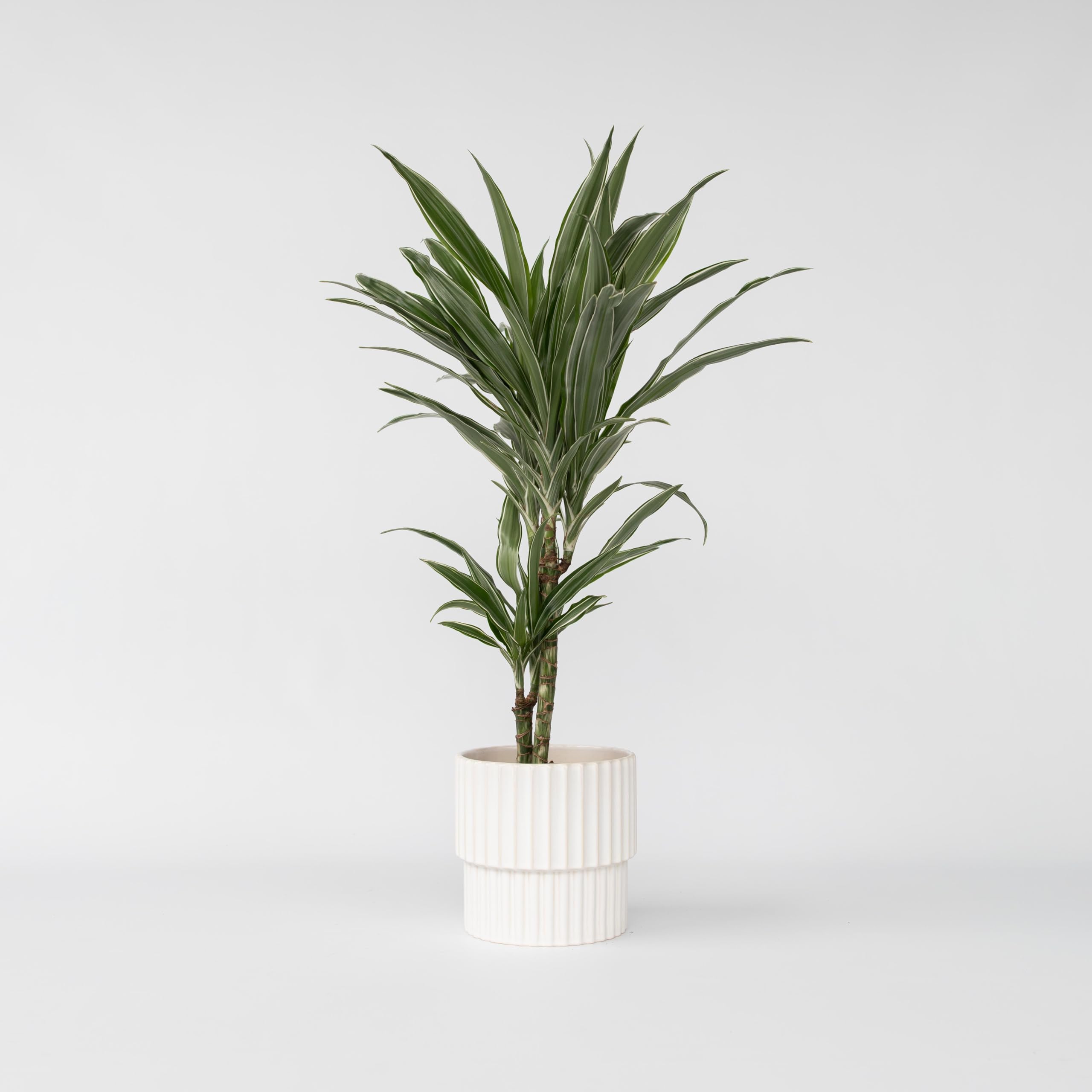 Plant in a Box - Dracaena deremensis 'Warneckei' - Zimmerpflanze -  Drachenbaum - Topfgre 17cm - Hhe 60-70cm : Amazon.de: Garten