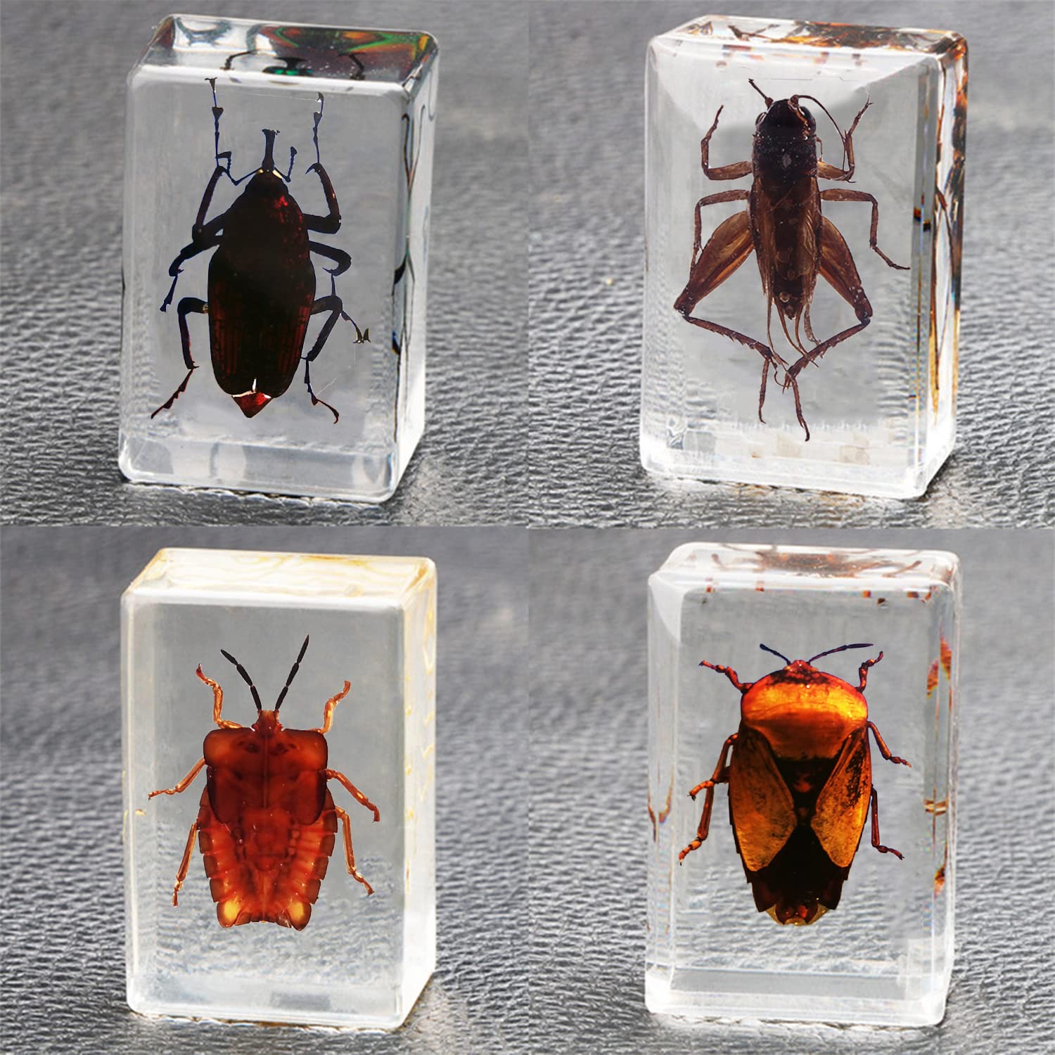 CXUEMH Bugs Paperweights 11 Pcs Insect Specimens Clear Resin Paperweights for Desktop Decor Real Bugs Specimens in Resin Bug Collection Kit (Clear (Set D))