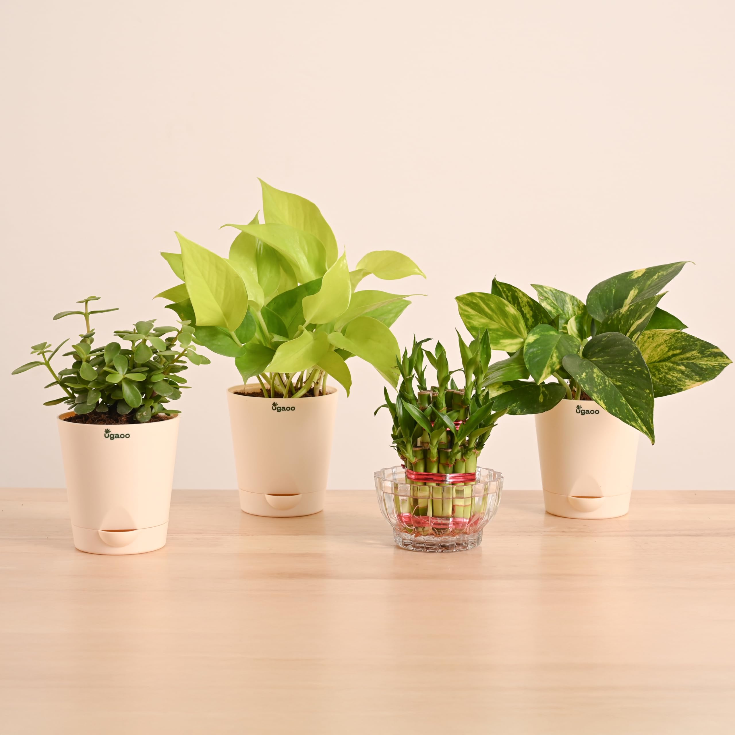 UGAOO Vastu Plants Combo of 4 Live Plants for Home & Offices - Lucky Bamboo, Money Plant Golden, Money Plant Variegeted, Jade Mini