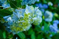 Review Image by Batman