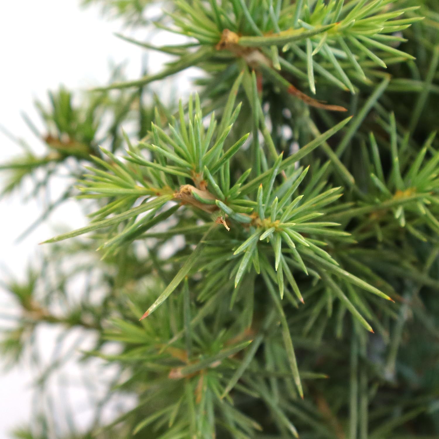 KENTIS - Bonsái Cedrus Libani - Cedro del Líbano - Planta Real Resistente de Exterior - Planta Ornamental - Maceta de Cerámica 21 cm