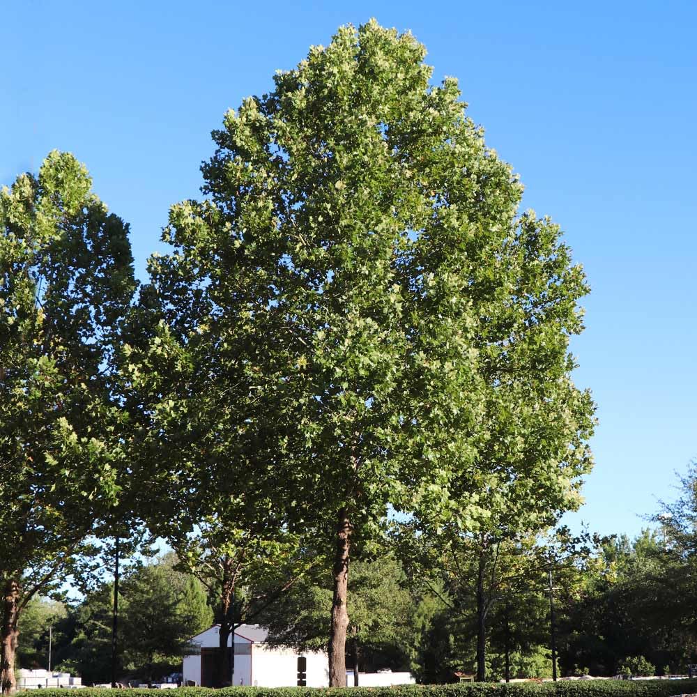 Amazon.com : Brighter Blooms - American Sycamore Tree, 5-6 ft