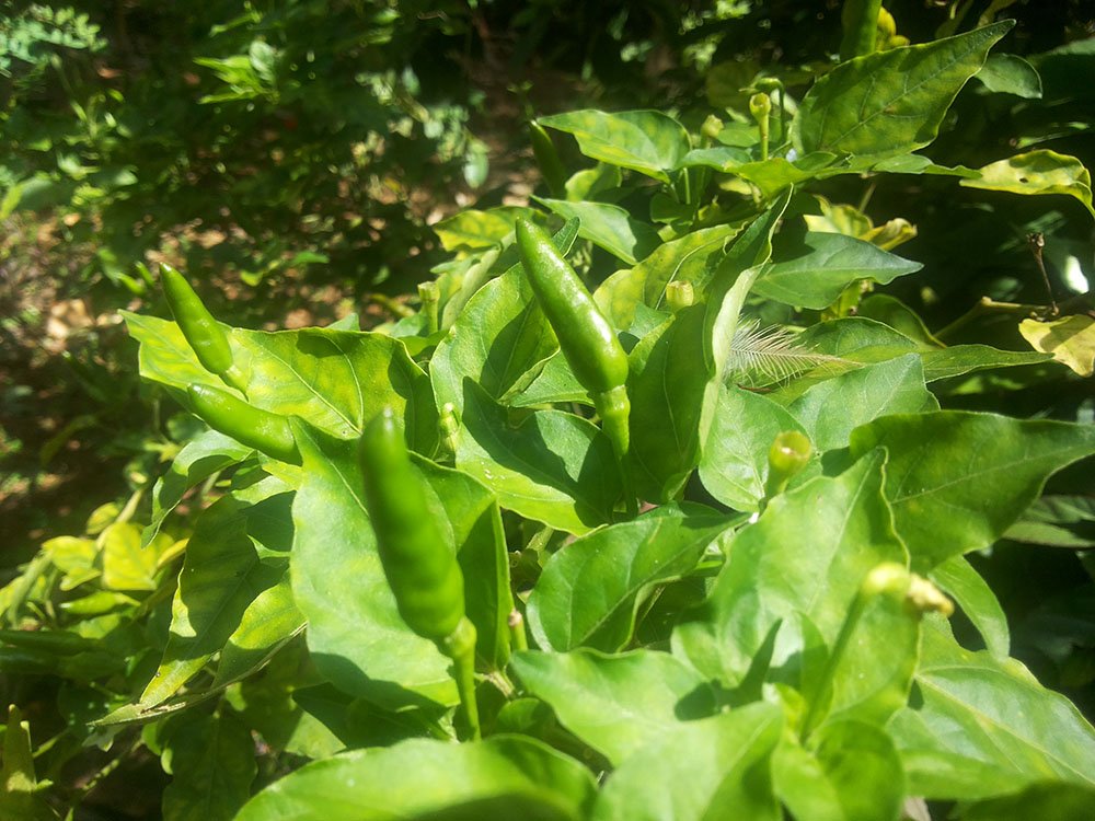 Seedstores African Bird Eye Chilli or Thai Pepper 25 seeds (B00LEQJVDG) Amazon Price History, Amazon Price Tracker
