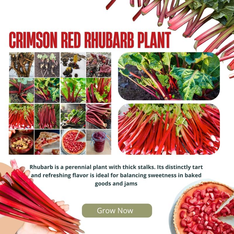 3 Victoria Rhubarb Roots for Planting, Rhubarb Plants for Planting, Rhubarb Crowns 3-5 Inch Tall, Perennial Vegetable Roots for Garden Growing