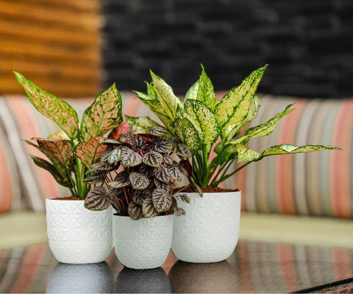 Plastic white Flower Pot/Verona Diamond-Indoor Outdoor Home Garden Decorative Round Plastic Flower Pot/Set of 3 in Different Sizes