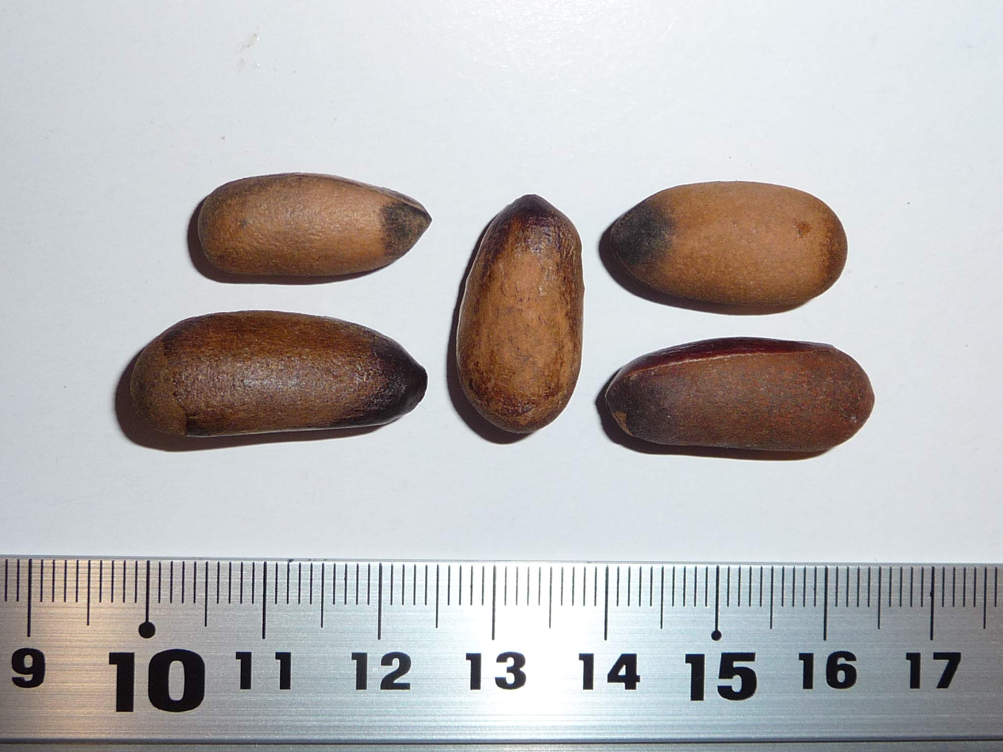 正式的 100粒+ 1月入荷 マルチネスピニョンマツ 証明書あり 種子 種  