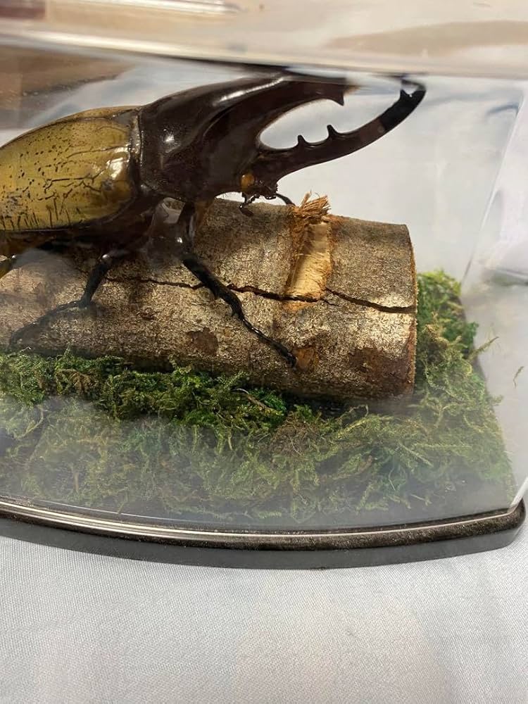 カブトムシ 標本 透明ケース入り ヘラクレスオオカブト Amazon.co.jp: カブトムシ 標本 透明ケース入り ヘラクレス