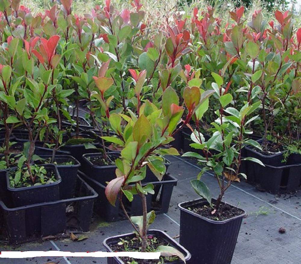 immergrne Zwerg - Glanzmispel Photinia fraseri Little Red Robin 40-60 cm  hoch im 3 Liter Pflanzcontainer : Amazon.de: Garten