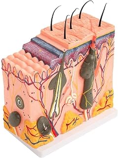 Study Model Educational Model 35/50 Times Human Skin Model Block Enlarged Plastic Anatomical Anatomy 3D Puzzle Vision Anatomical Teaching Model Biology Teaching Assembly Display Tool SaiFei
