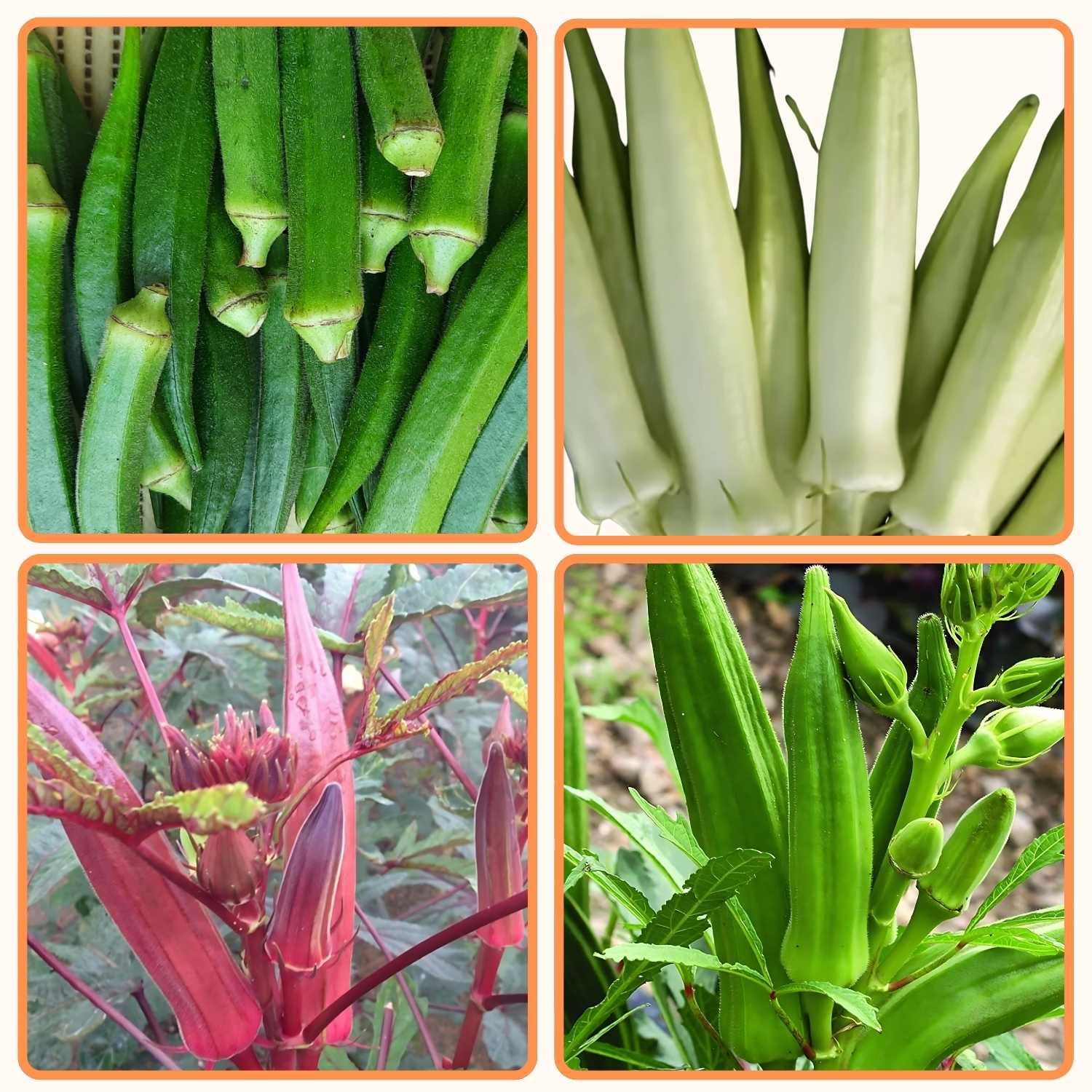 The Indian Beej - Lady Finger |4 Variety | 160+ Seeds|Vegetable Seeds | Hybrid,Non Hybrid,Red,White Okra|Home Gardening |Best Germination (B0DCTW5DGN) Amazon Price History, Amazon Price Tracker