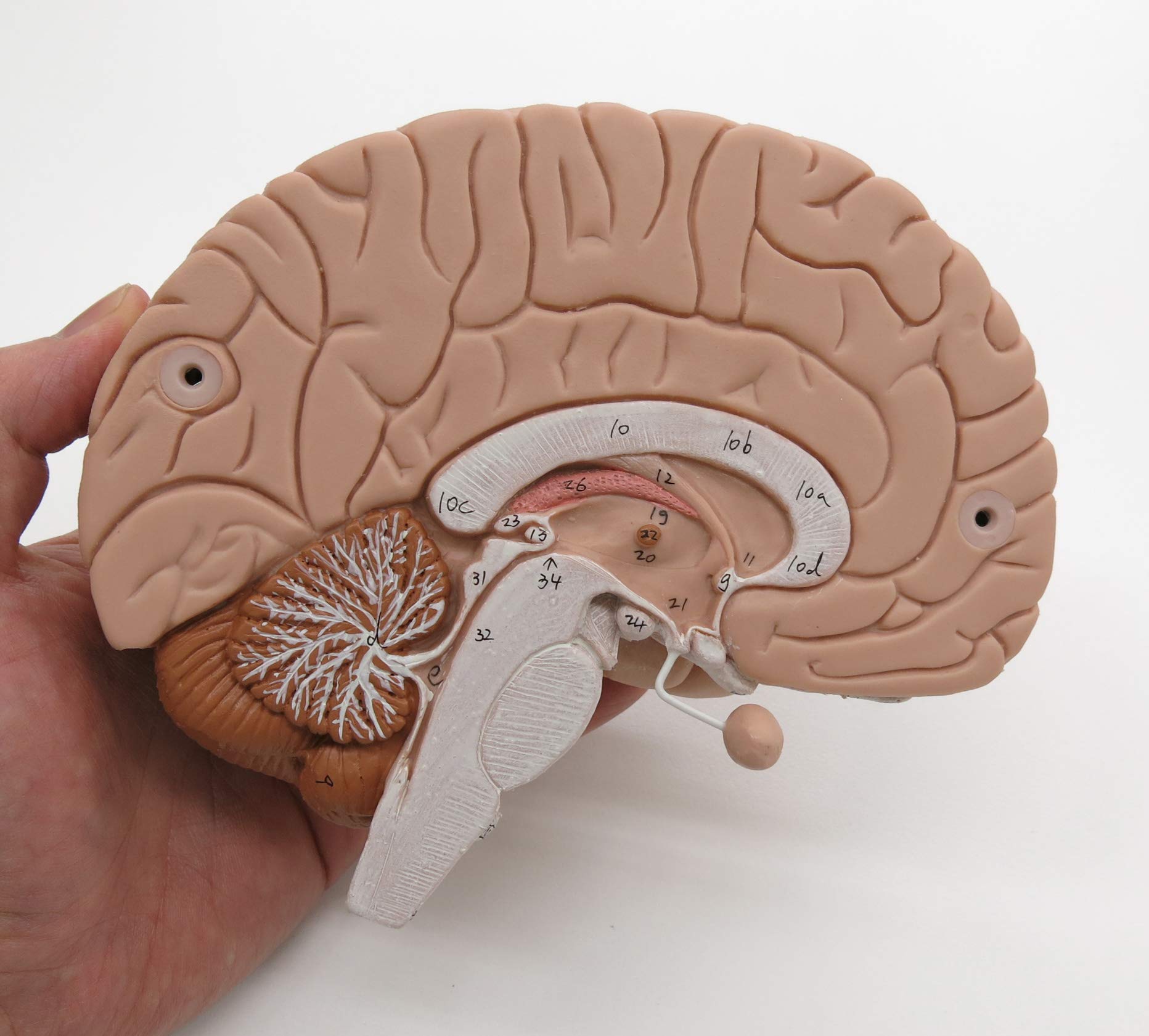 Hersenen Inspanning Anatomische Tekening Van De Hersenen