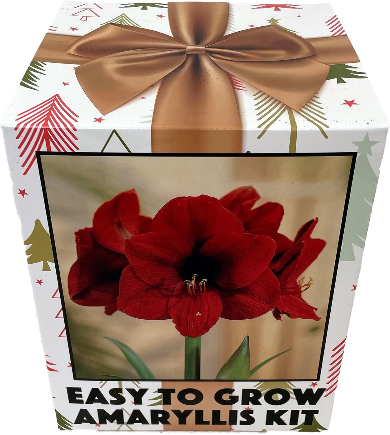 Amaryllis Kit Red Lion - Gift Box - Large Bulb - Pot and Soil - Netherland