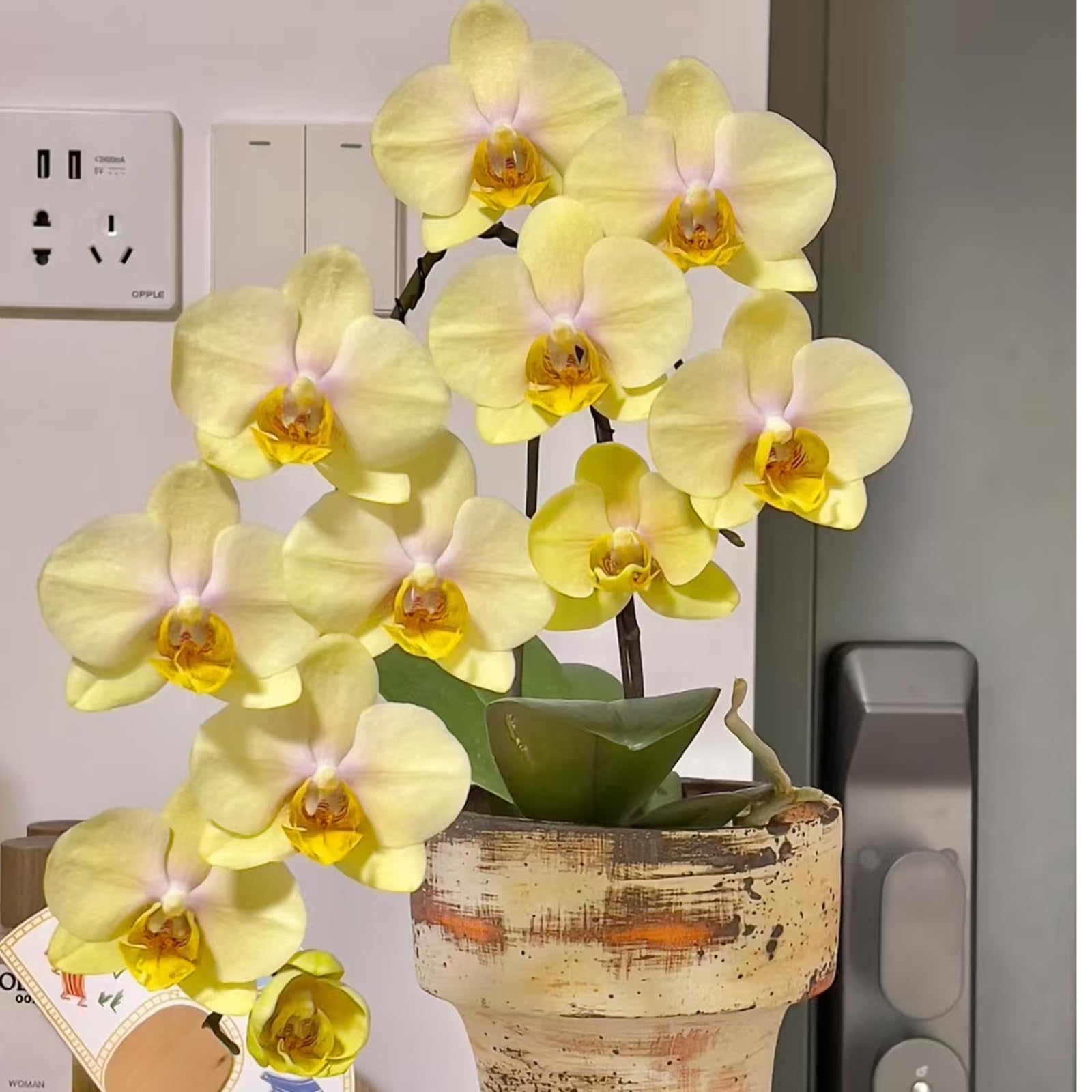 Live Baby Phalaenopsis Orchid Seedling (Bare Root, No Pot), Easy Care Small Indoor Houseplant for Home Office Desk Decor, Live Plant Gift for Plant Lovers Beginners (Yellow, 2) - 3
