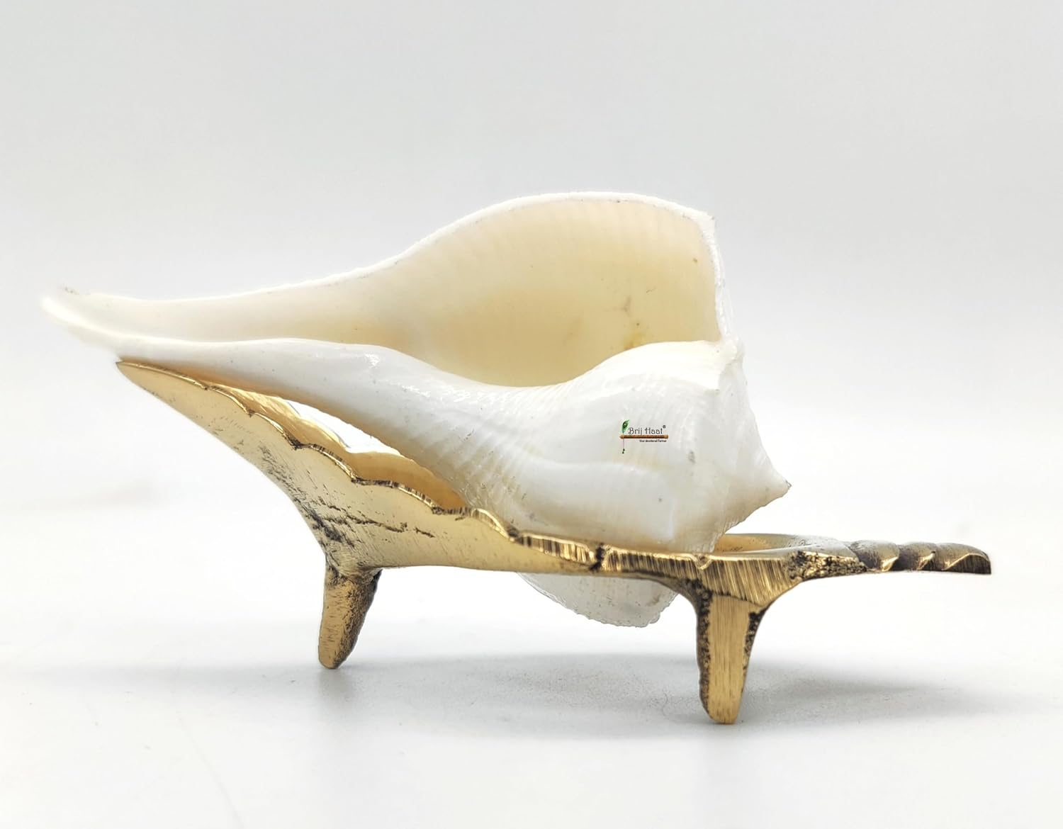 BRIJ HAAT Dakshinavarti Right Handed Conch Shell, Valampuri Shankh for Hindu Puja, Religious Worship (Non-Blowing) (5 Inch)