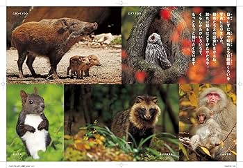 わかやまの生物 きのくに叢書2 わかやまの生物 きのくに叢書2 memory_book1