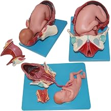 Childbirth Demonstration Pelvis Model, Anatomical Childbirth Pelvis -Term Fetus Model in First Second and Third Stages of Labor for Gynecology Teaching Tools, 3 Pieces