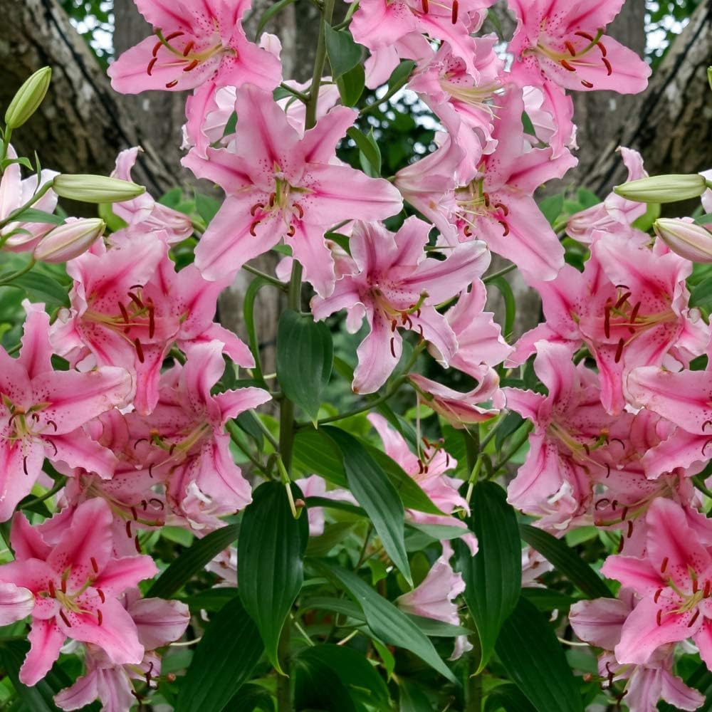 Great Deal! Flower Bulbs - Giant Stargazer Flower Lily Perennial Bulbs - Petals with Deep Fuchsia in The Middle Fading to Light Pink Trimmed in White (18)