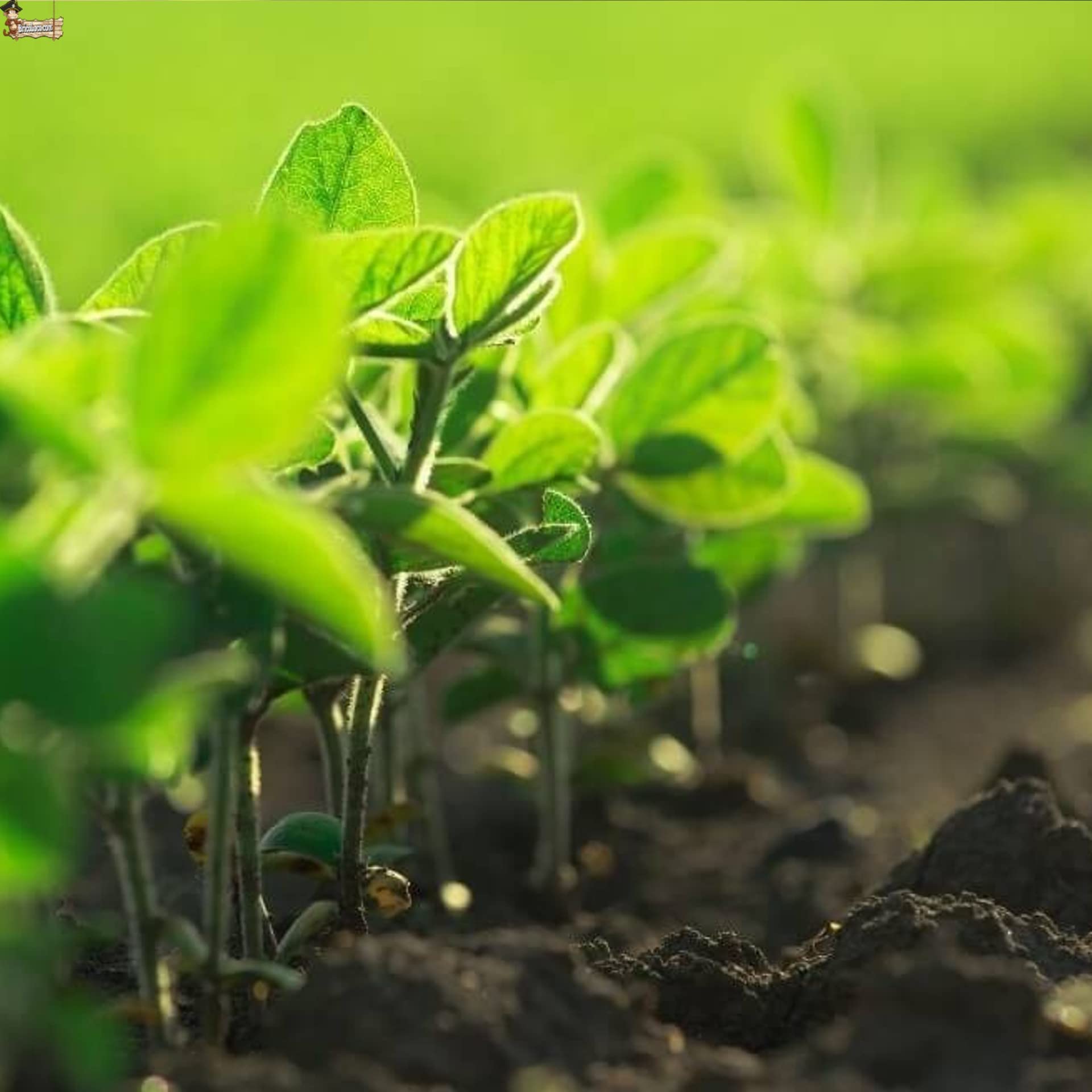 BricoLoco.com Humus de lombriz líquido ¡¡¡ Pack 3 litros !!! (3X1 LTS) Abono Fertilizante huerto, Plantas. Apto para Agricultura ecológica. Mejora fertilidad del Suelo, aporta Materia orgánica. (3)
