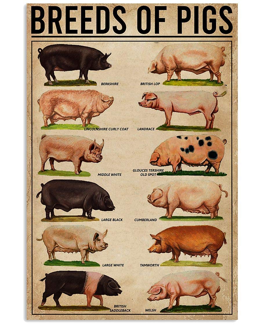 Tnnd Rusty Brown Breeds Of Pigs Poster Vintage Wall Decor Metal Sign Poster 8X12 Inches