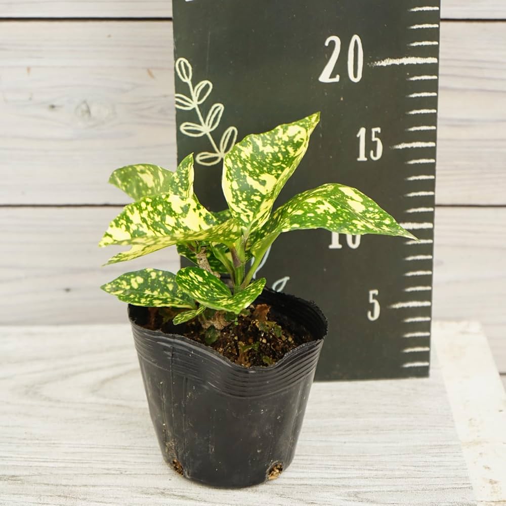 Tan☆Ton斑入り観葉植物 アオキ２本 Tan☆Ton斑入り観葉植物 アオキ2本 アオキ(青木)(斑入り