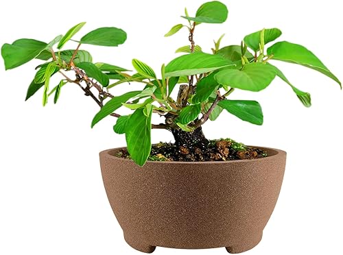 Macetas de bonsái transpirables sin esmaltar con agujeros de drenaje, 7 pulgadas de ancho y 3.3 pulgadas de alto, maceta corta redonda de cerámica