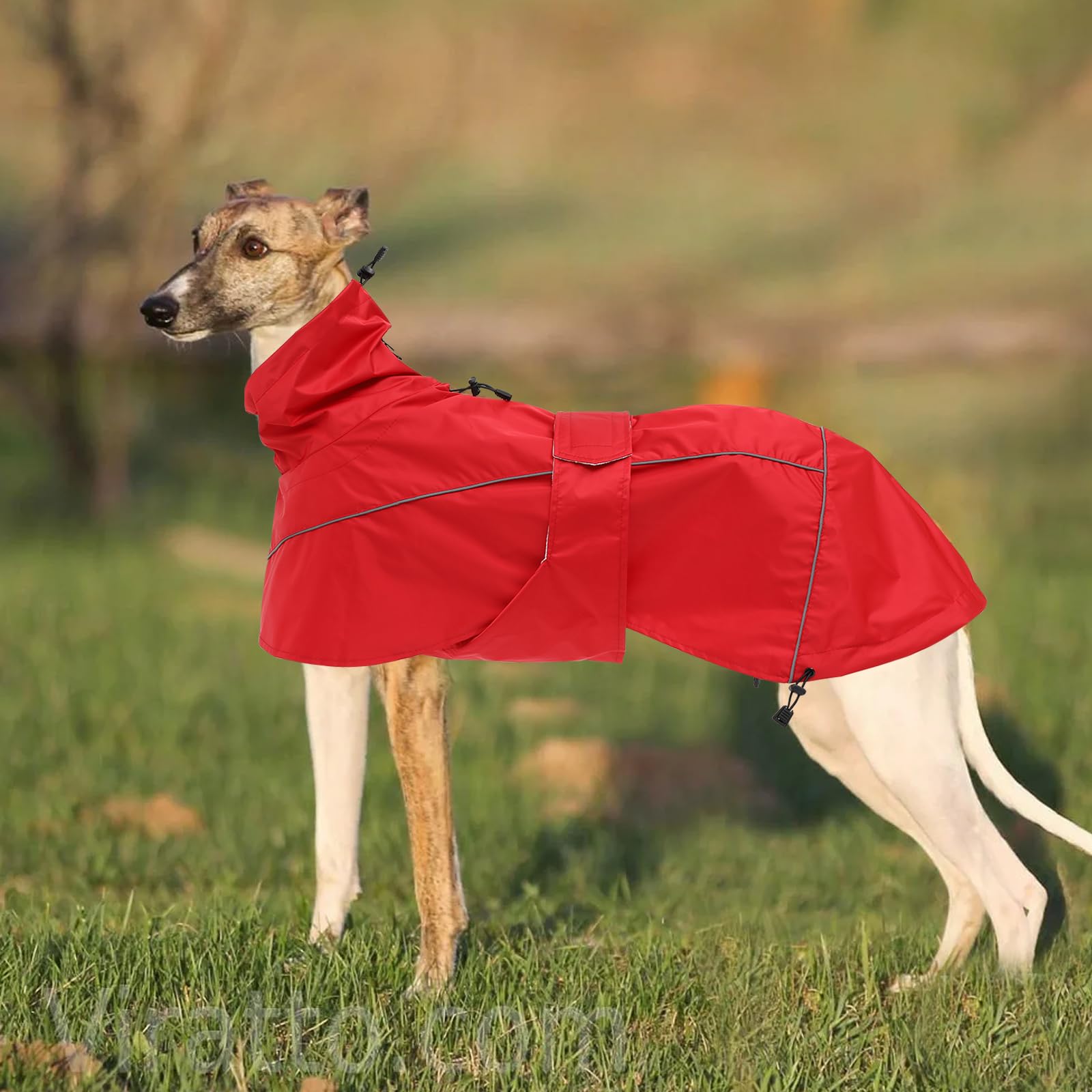 Manteau de Pluie MOREZI Greyhound, imperméable/imperméable, avec Cordon de Serrage réglable et Ceinture pour protéger l'abdomen, adapté aux Chiens de Taille Moyenne et Grande-Rouge-M