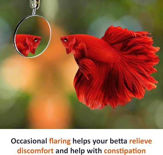 JOR Floating Betta Training Mirror, Aquarium Enrichment Exercise Toy