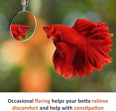 JOR Floating Betta Training Mirror, Aquarium Enrichment Exercise Toy
