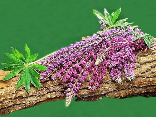 KIRA SEEDS - Garden Sage Medicinal - Salvia Officinalis - Tulasi de interior - Hierbas reliquias - Sin OMG