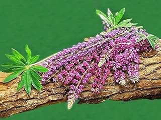 KIRA SEEDS - Garden Sage Medicinal - Salvia Officinalis - Indoor Tulasi - Heirloom Herbs - GMO Free