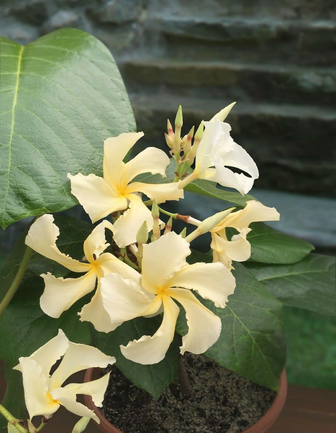 Climbing Frangipani Tropical Plumeria Fragrant Flowering